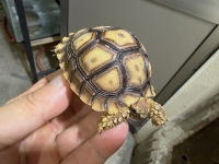 クリックで拡大画像表示