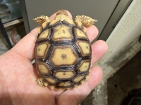 クリックで拡大画像表示