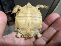 クリックで拡大画像表示