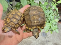 クリックで拡大画像表示