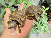 クリックで拡大画像表示