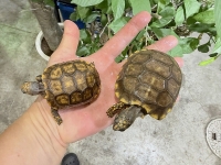 クリックで拡大画像表示