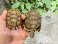 クリックで拡大画像表示