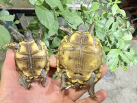 クリックで拡大画像表示