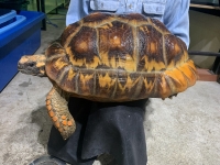 クリックで拡大画像表示