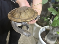 クリックで拡大画像表示