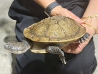 クリックで拡大画像表示