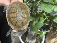 クリックで拡大画像表示