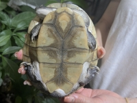 クリックで拡大画像表示