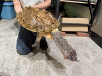 クリックで拡大画像表示