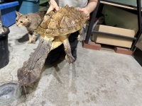 クリックで拡大画像表示