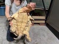 クリックで拡大画像表示