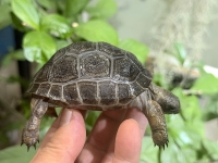 クリックで拡大画像表示