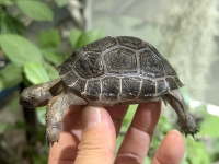 クリックで拡大画像表示