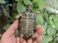 クリックで拡大画像表示