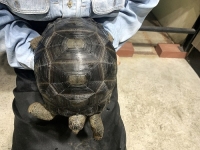 クリックで拡大画像表示