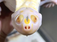 クリックで拡大画像表示