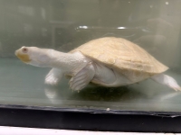 クリックで拡大画像表示