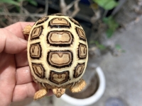 クリックで拡大画像表示