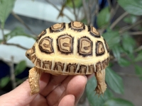 クリックで拡大画像表示