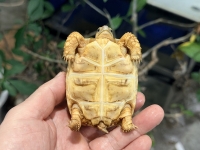 クリックで拡大画像表示