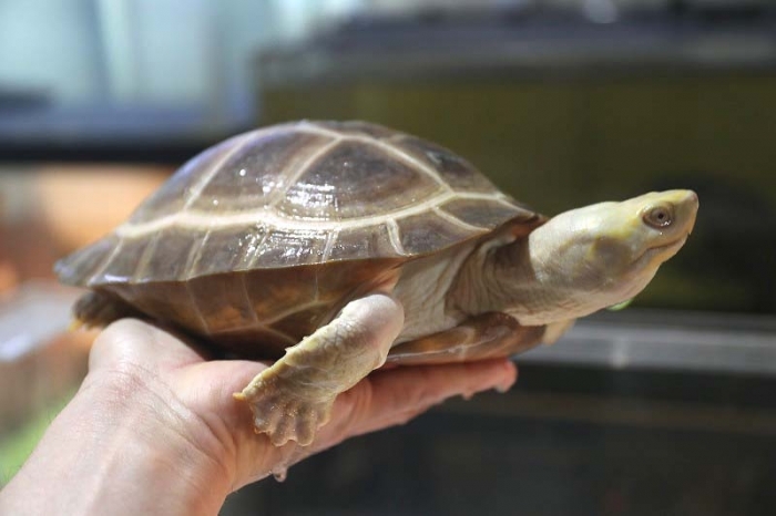 ヒジリガメ Yellow Headed Temple Turtle Japaneseclass Jp