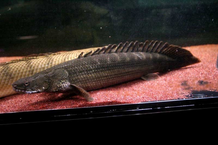 極太WIRD ビキール・ビキール 45cm±