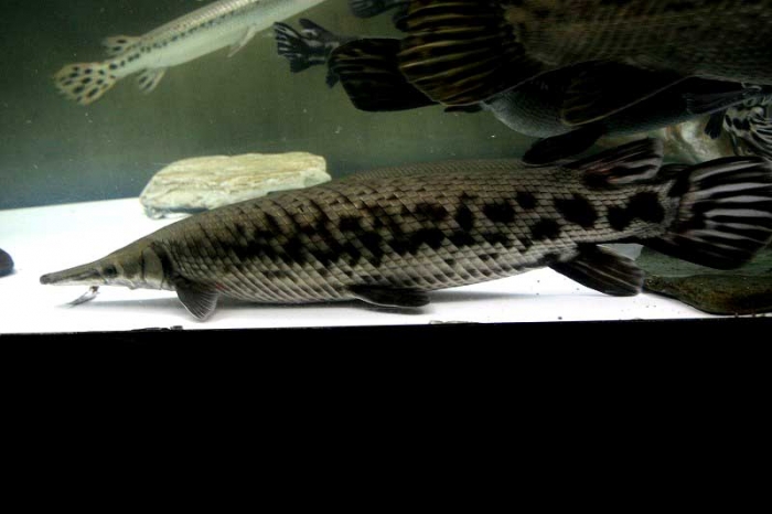 プラチナ系極美トロジャン 古代魚 ガー - 大阪府のその他