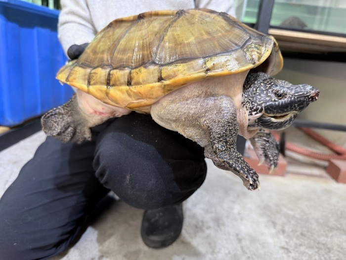 BIGIN ワールドフィッシュ ビッグイン