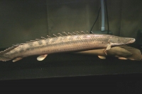 クリックで拡大画像表示