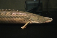 クリックで拡大画像表示