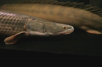 クリックで拡大画像表示