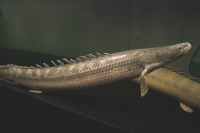 クリックで拡大画像表示