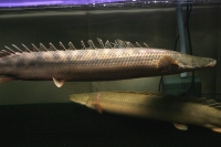 クリックで拡大画像表示