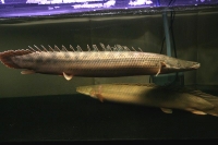 クリックで拡大画像表示