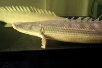 クリックで拡大画像表示