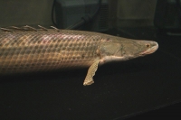 クリックで拡大画像表示