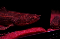 クリックで拡大画像表示