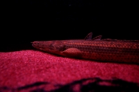 クリックで拡大画像表示