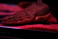 クリックで拡大画像表示