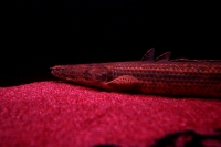 クリックで拡大画像表示