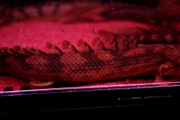 クリックで拡大画像表示