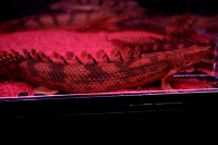 クリックで拡大画像表示