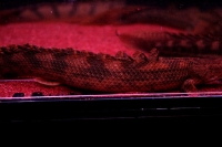 クリックで拡大画像表示