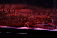 クリックで拡大画像表示