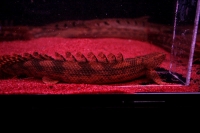 クリックで拡大画像表示