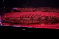 クリックで拡大画像表示