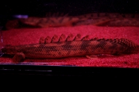 クリックで拡大画像表示