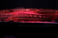 クリックで拡大画像表示