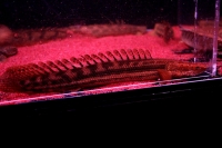 クリックで拡大画像表示